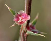 Salsola kali subsp. ruthenica