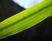 Bromus ramosus