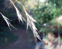 Bromus ramosus