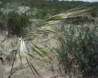 Bromus rigidus