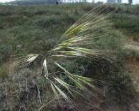 Bromus rigidus