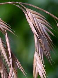 Bromus sterilis Bromus sterilis