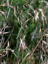 Bromus sterilis