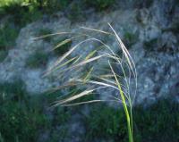 Bromus sterilis