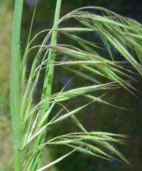 Bromus tectorum