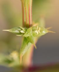 Salsola soda