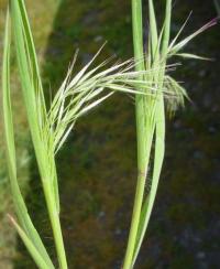 Bromus tectorum