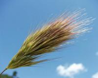 Bromus madritensis