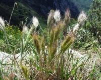 Bromus madritensis