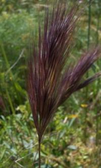 Bromus rubens