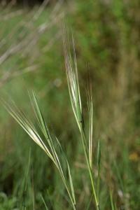 Bromus diandrus