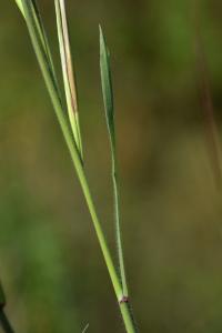 Bromus diandrus