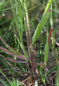 Bromus diandrus