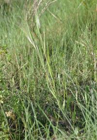 Bromus diandrus