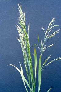 Bromus secalinus