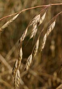 Bromus secalinus