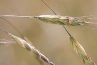 Bromus arvensis