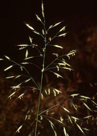 Bromus arvensis