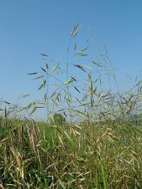 Bromus arvensis