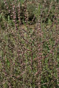Salsola kali subsp. ruthenica
