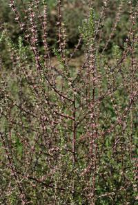 Salsola kali subsp. ruthenica