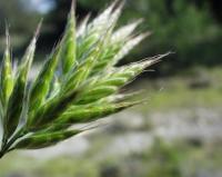 Bromus hordeaceus