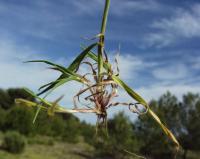 Bromus hordeaceus