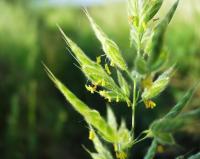 Bromus hordeaceus