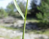 Bromus hordeaceus