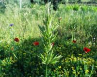 Bromus hordeaceus