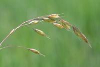 Bromus racemosus