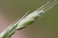 Bromus racemosus