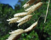 Bromus racemosus