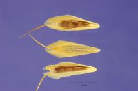 Bromus squarrosus