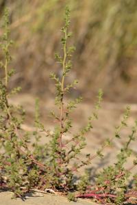 Salsola soda