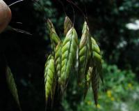 Bromus squarrosus