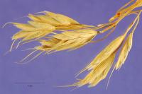 Bromus squarrosus