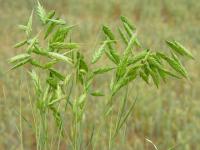 Bromus squarrosus