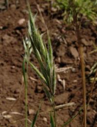 Bromus lanceolatus