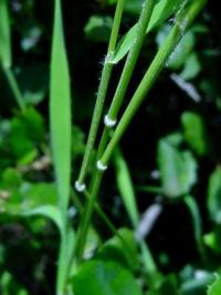 Brachypodium distachyon