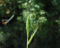 Brachypodium distachyon