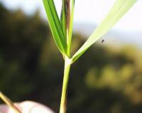 Brachypodium pinnatum