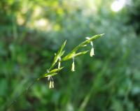 Brachypodium retusum