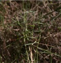 Brachypodium retusum