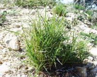 Brachypodium retusum