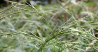 Elymus caninus Elymus caninus