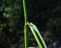 Elymus caninus