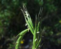 Elymus caninus