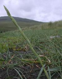 Elymus farctus subsp. boreoatlanticus