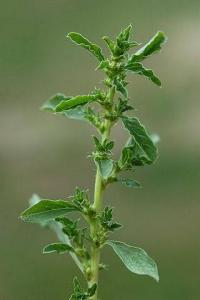 Amaranthus albus